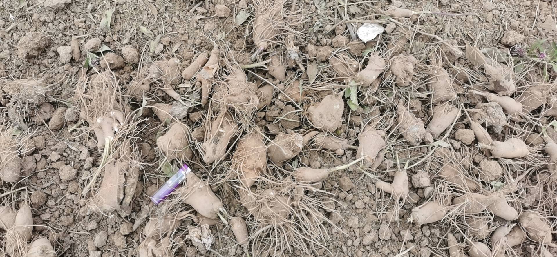 火龙果植株茎节处长出大量气生根特写