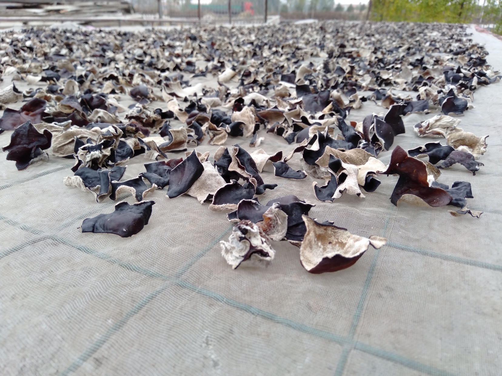 一个传统的农家院子里,大片乌黑整齐的秋木耳平铺在竹席上进行自然晾晒,阳光明媚,背景可见木质屋檐和堆放的菌棒,细节清晰展示木耳的厚实边缘与绒毛背面 晾晒场上的东北秋木耳特写