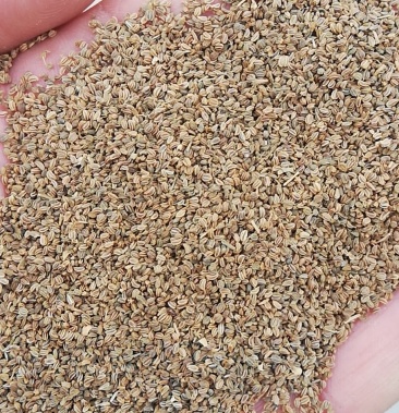 热销榜top3芹菜籽药用芹菜籽可做调料和药厂提取