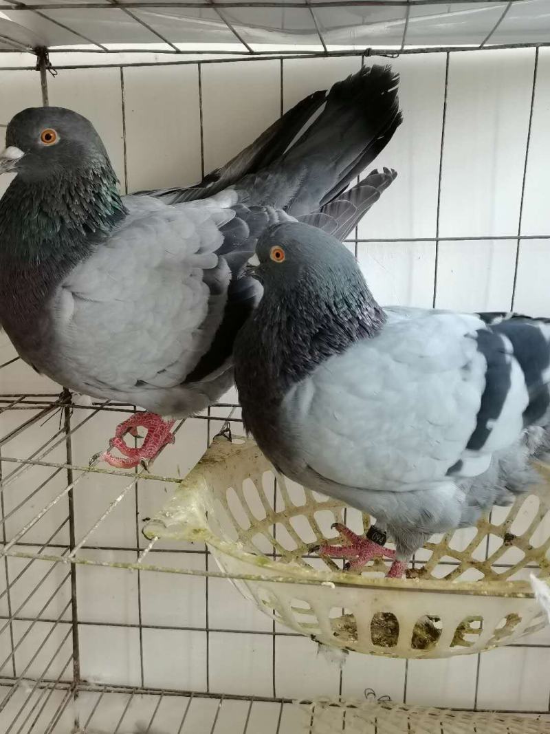 鸽子活体大体肉鸽落地王鸽白羽王银王灰王黑金刚