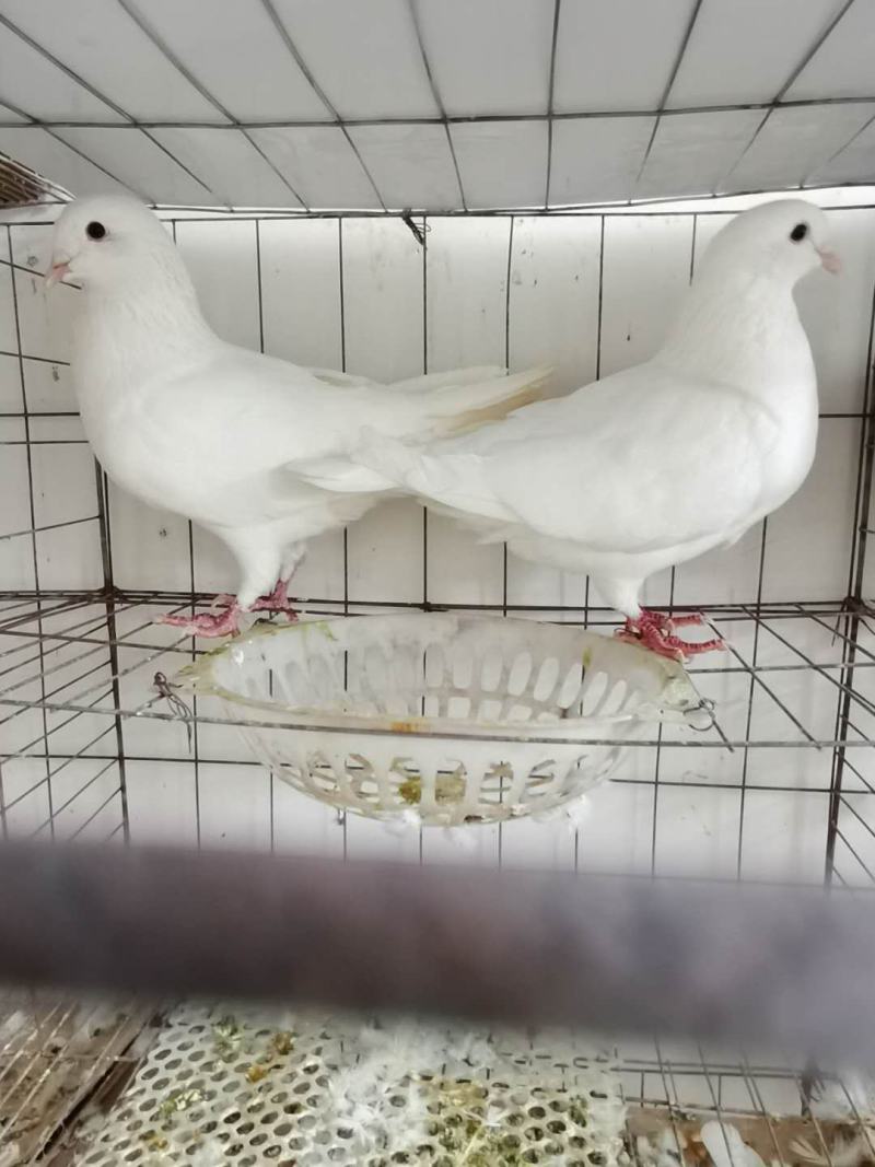 鸽子活体大体肉鸽落地王鸽白羽王银王灰王黑金刚