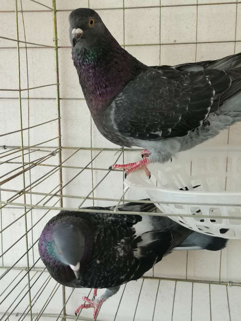 鸽子活体大体肉鸽落地王鸽白羽王银王灰王黑金刚