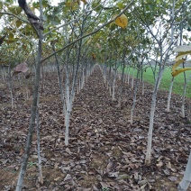 核桃树，2至15公分核桃树