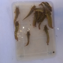 专营批发供应优质土塘角鱼