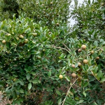 大量鲜油茶果供应，需要的可联系