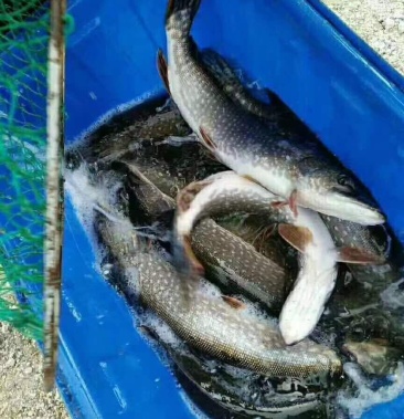 白斑狗魚,冬天開口好,路亞魚類,保質保量!