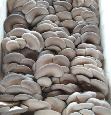 [鲜平菇批发]平菇开始上市,鲜平菇上市了价格2.00元/斤 - 一亩田