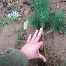 黑松树苗黑松苗日本黑松小苗庭院绿植盆栽盆景造型素材苗圃