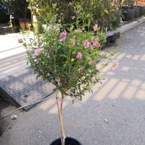 木槿花小木槿花独杆小木槿多年生木本花卉盆栽
