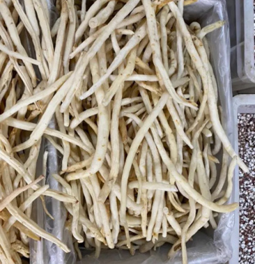 精品川明参,四川金堂特产,产地直销,视频看货,一件代发