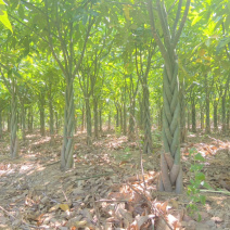 发财树大量出售，规格品相都能达到你的满意，需要滴