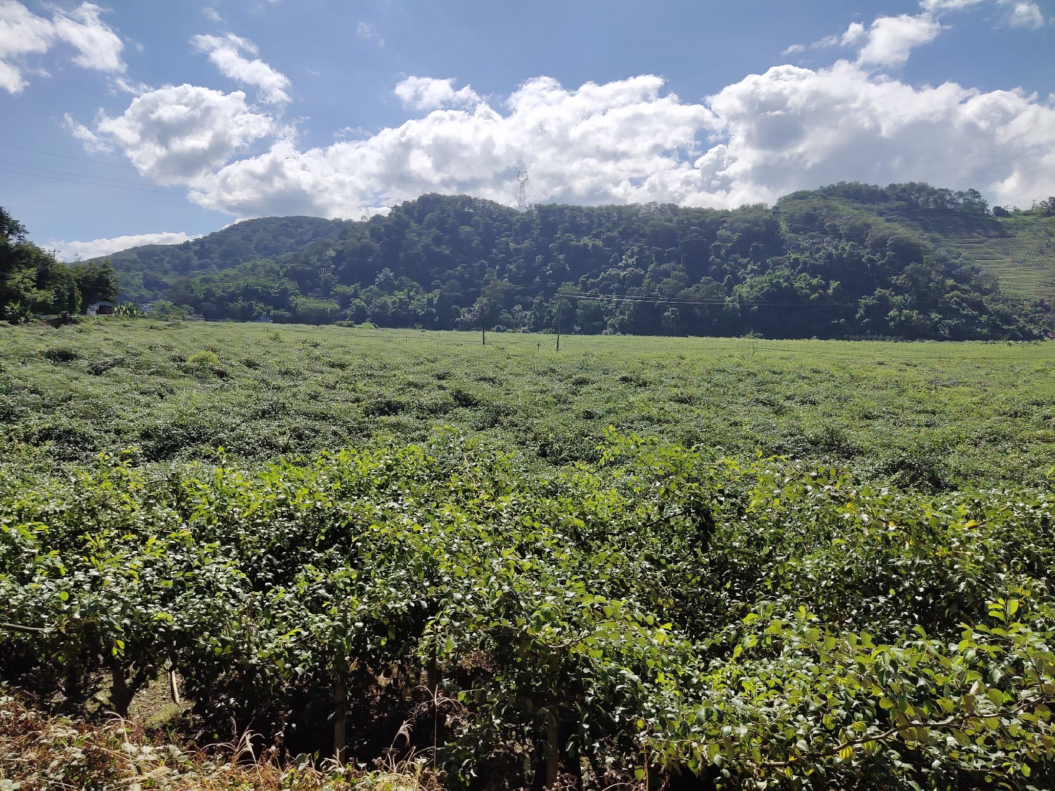 一片郁郁葱葱的青枣果园,树上挂满翠绿色至浅黄色的成熟青枣,阳光透过叶片洒在果实上,地面有落叶和散落的果实,农民正在树下采摘,背景为清晨薄雾笼罩的丘陵地形 青枣果园全景