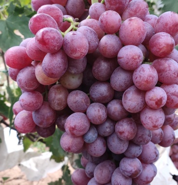 圣诞玫瑰葡萄秋红葡萄国庆玫瑰葡萄