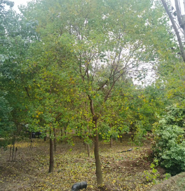 江苏基地出售精品乌桕树11公分～15公分乌桕树