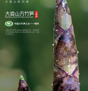 【全国包邮】贵州桐梓大娄山方竹笋 质量保障 批发零售