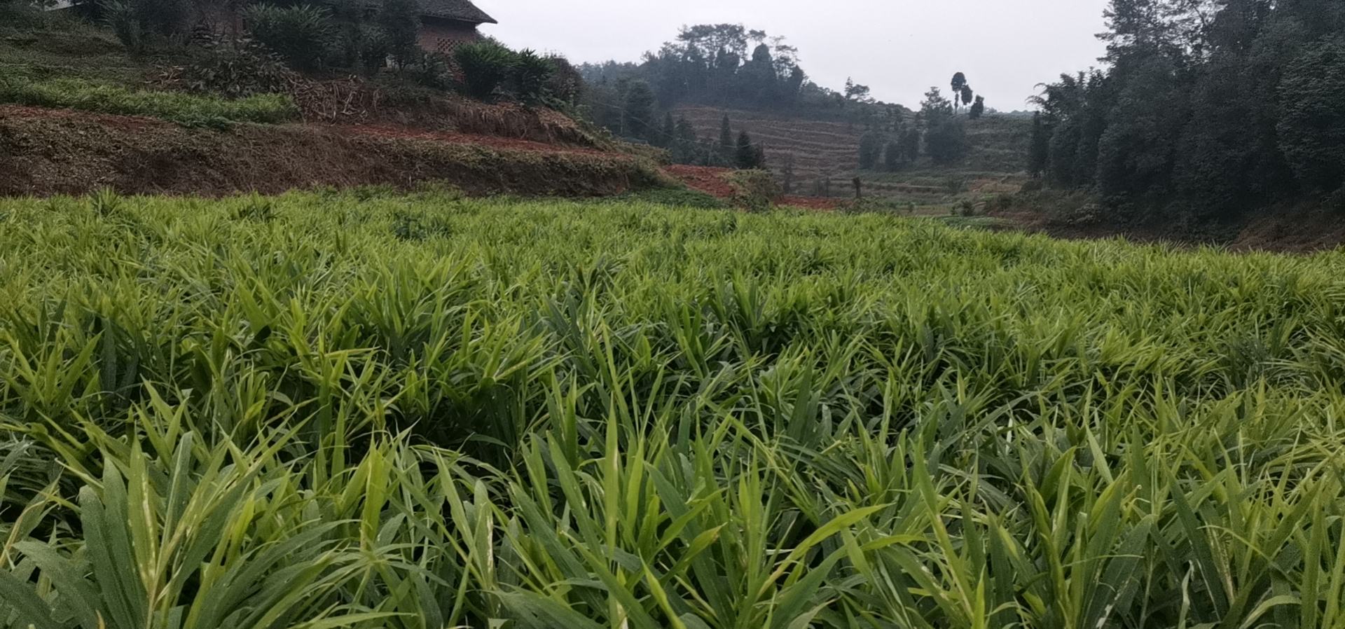 [姜种批发]姜种乐山白口姜种正上市价格4.50元/斤 - 一亩田