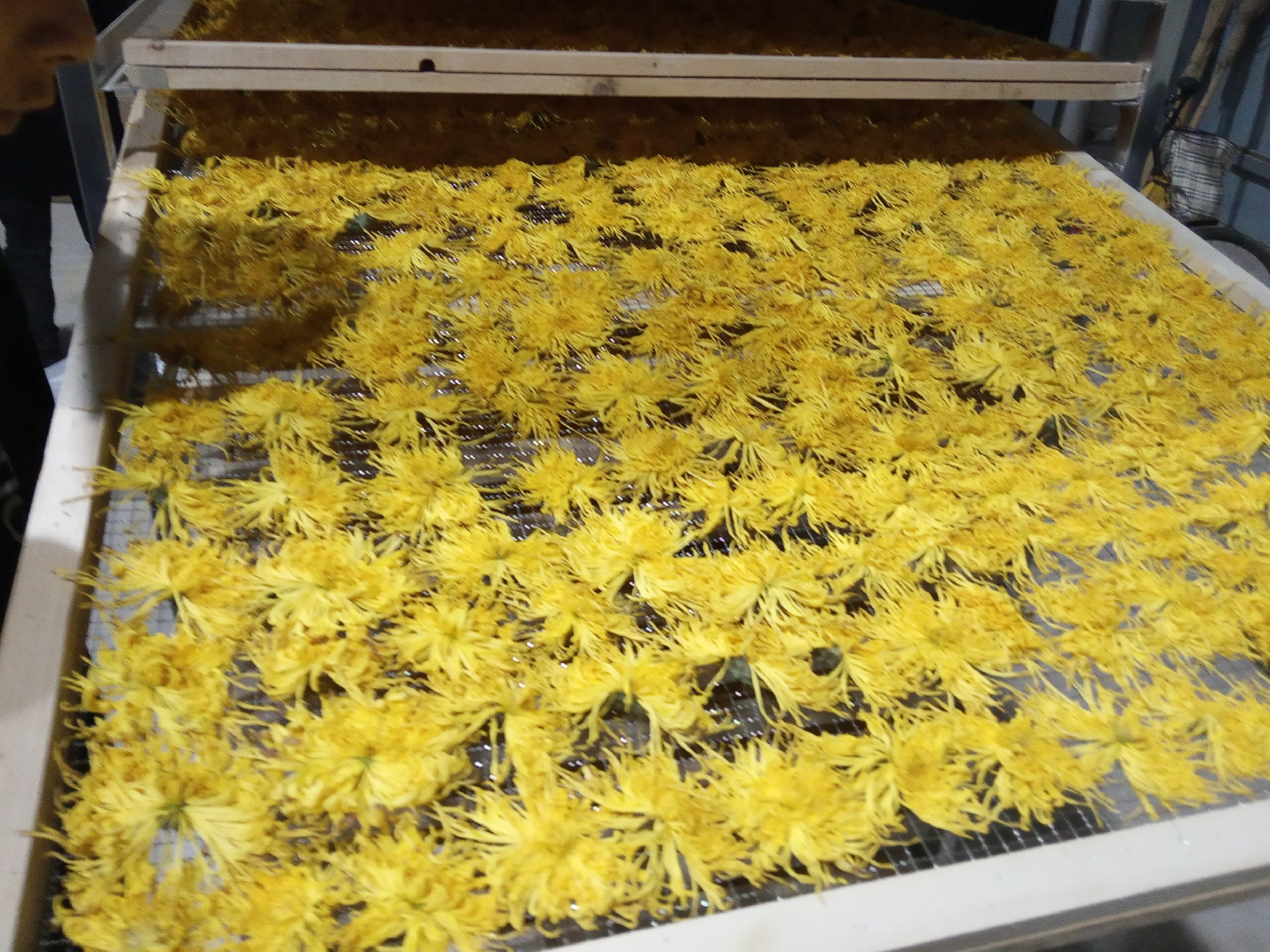 丹桂花茶制作过程:工人正在晾晒新鲜丹桂花,准备进行低温烘焙 丹桂花茶制作过程