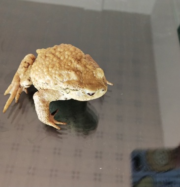 宠物蟾蜍癞蛤蟆宠物养殖活体蟾蜍癞蛤蟆宠物