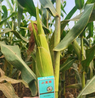永城市水果玉米基地泰系太阳花6号