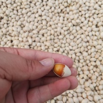 白果全部都是今年新鲜白果