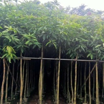 大量芒果树3-4公分价位实惠价格详情咨询
