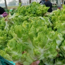 精品儿菜大量上市可发货30天