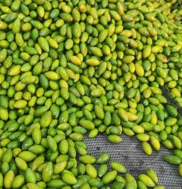 橄榄糖果橄榄2号橄榄二号橄榄福建糯米橄榄橄榄果新鲜橄榄橄