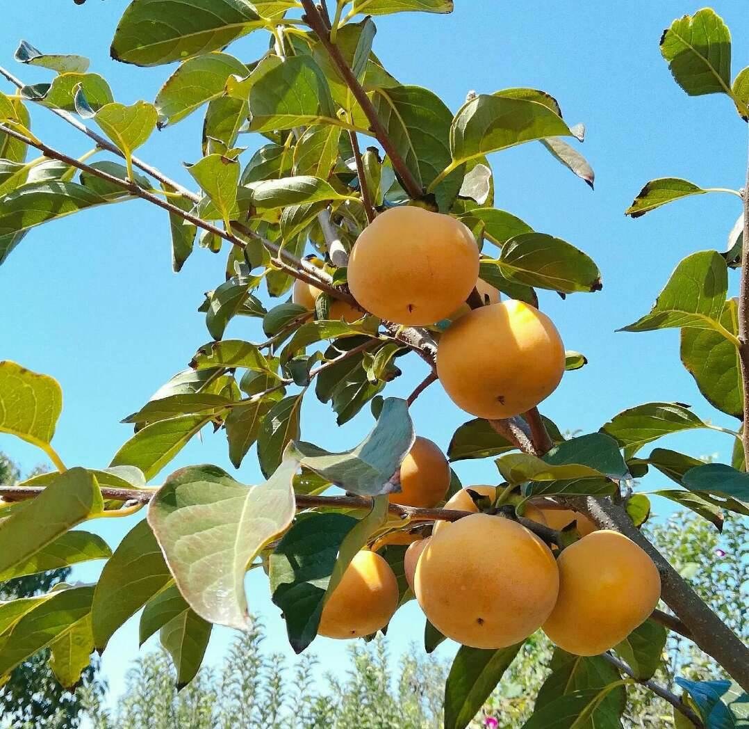 柿苗品种对比图