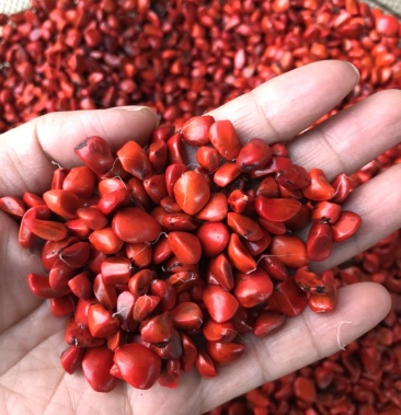 红花木莲种子 品种红花木莲 种子新货供应