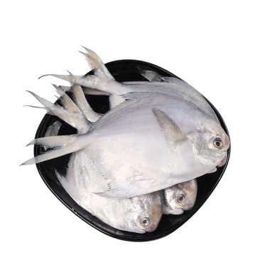 东海三去去肚去鳃去鳞白鲳鱼300克袋真空包装