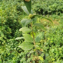 茶花苗盆栽10杯规格花农直销一手货源长期供应货源充足可装