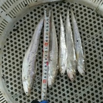 大量新鲜毛刀鱼欢迎选购