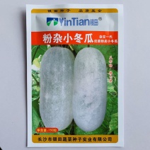 冬瓜种子粉杂小冬瓜种子新型小冬瓜早中熟抗性强