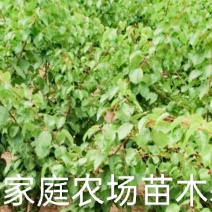 金太阳杏嫁接苗品种纯正基地现挖保湿发货送生根粉