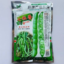 蚕豆种子七粒香大田专用品种种子一代杂交品种基地种植专用品
