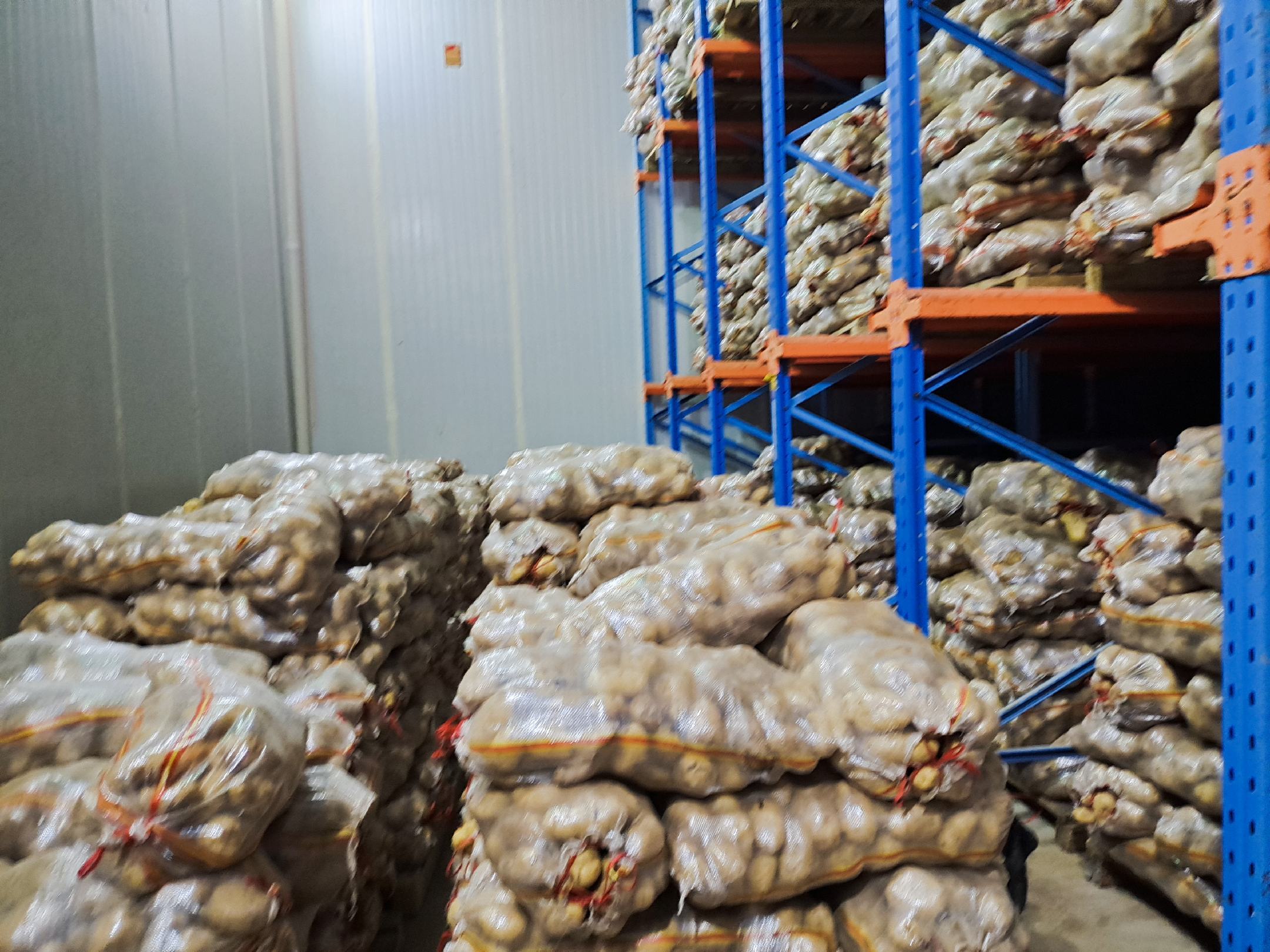 现代化恒温库内景:不锈钢货架承载多层土豆箱,冷风循环系统均匀送风,工作人员正在使用手持终端记录数据,环境整洁无尘 现代化马铃薯恒温贮藏库内部全景图,整齐排列的托盘货架上堆放着健康土豆,顶部安装有LED照明和温湿度传感器