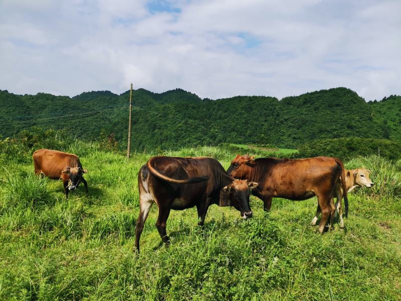 贵州剑河黄牛肉小黄牛跑山牛