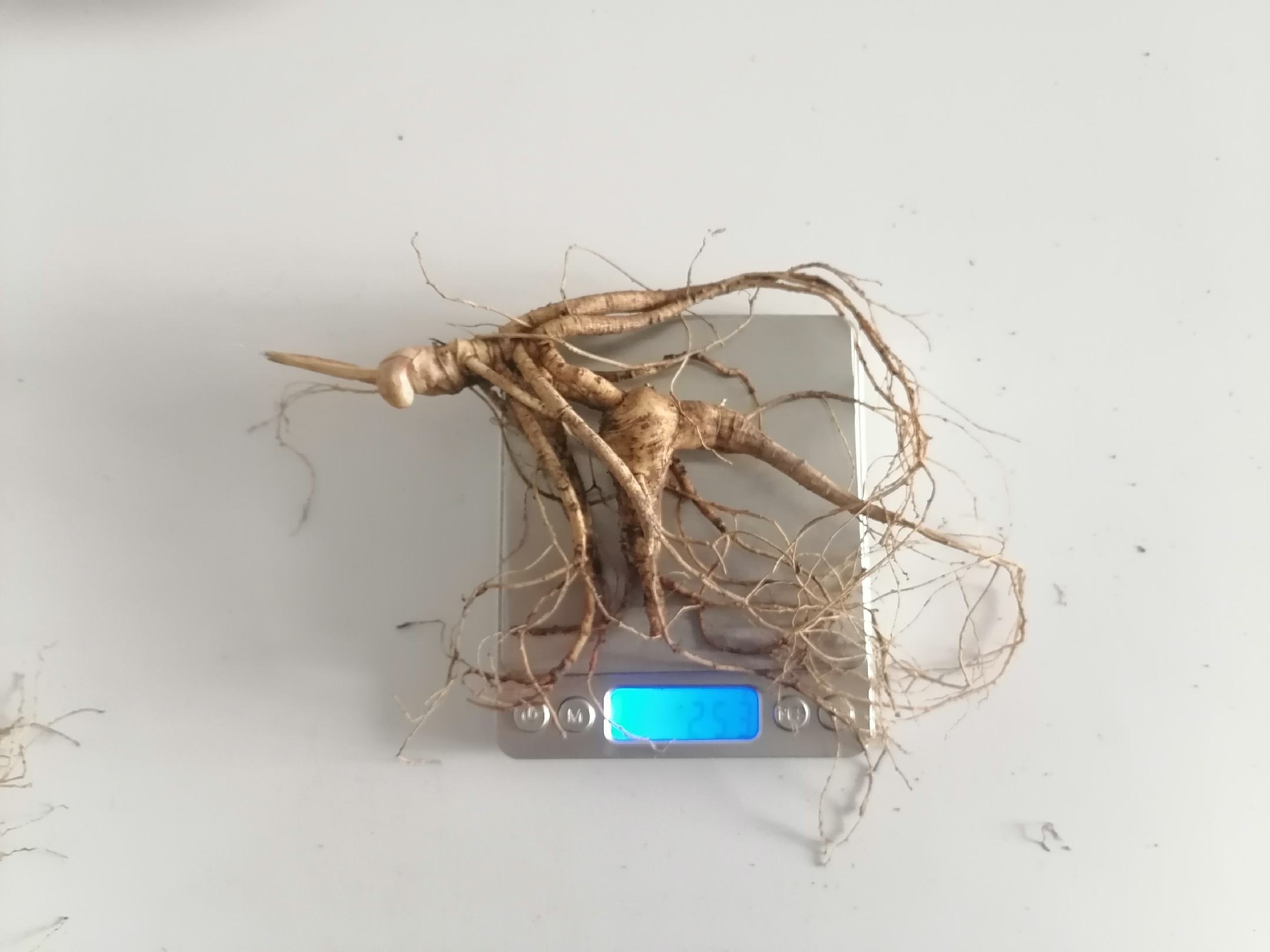 专业人员使用放大镜鉴定30年野山参细节