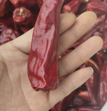 板椒(北京红)无把九成干精品级别批发价,2020新货上市