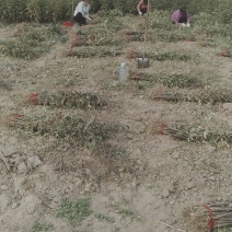 花椒苗，大红袍花椒苗批发，0.5以上。通货规格齐全。