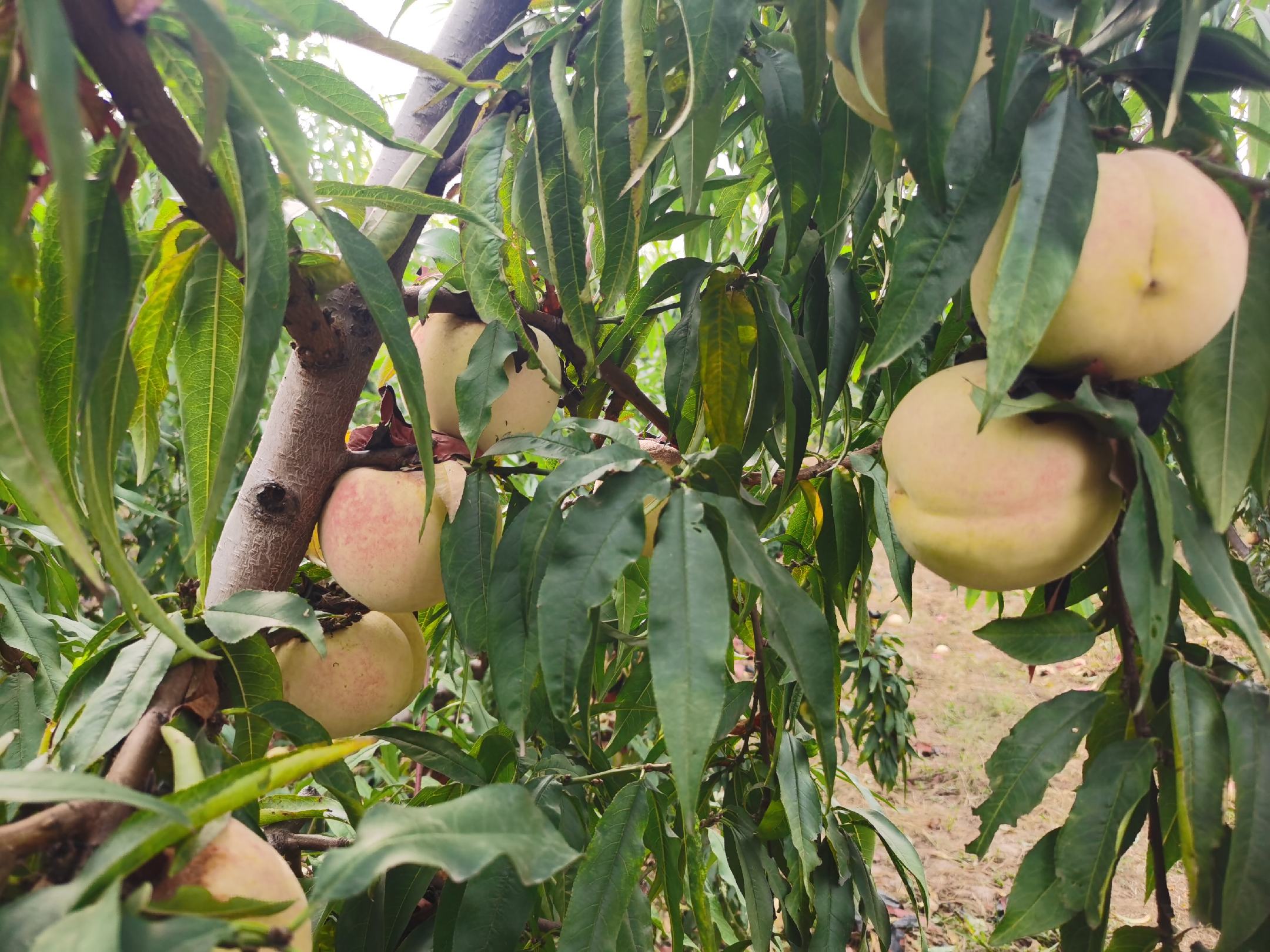 山东冬桃果园实景,展示成熟期的冬桃树挂满果实,背景为秋末初冬的自然环境 山东冬桃果园实景