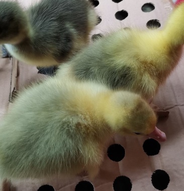 霍尔多巴吉鹅苗可以长十二三斤