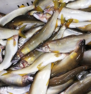 鸭绿江的香鱼,品质优良,口味纯正