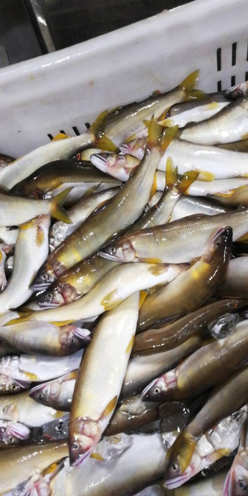 鸭绿江的香鱼,品质优良,口味纯正