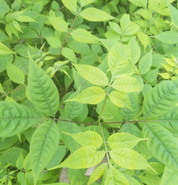 黄柏苗厚皮黄柏种苗川黄柏苗子关黄柏苗好品种产量高