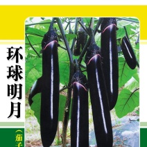 茄子种子优选种子早熟软肉黑紫色茄子四季口感好高产抗病包邮
