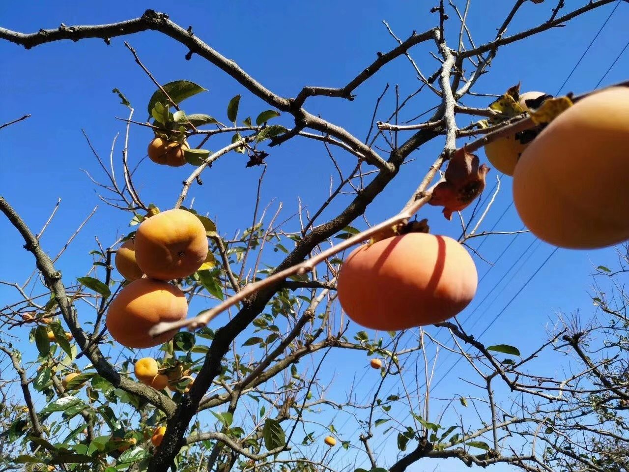 云南高原甜柿种植园