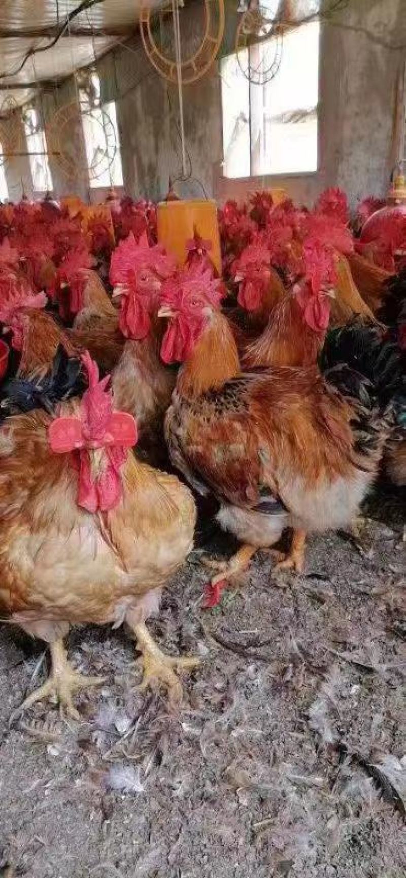 k9麻黄鸡苗新广k901鸡苗k902鸡苗康达尔鸡苗