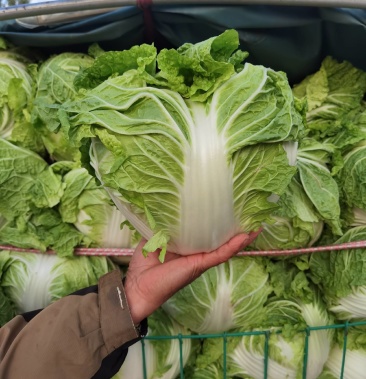 大白菜,秦白二号大量供应,基地直供,一手货源