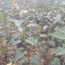 海棠苗小苹果苗山丁子嫁接苹果粘木苗